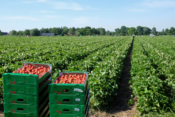 Erdbeerfeld mit Kisten voller frisch geernteter Erdbeeren