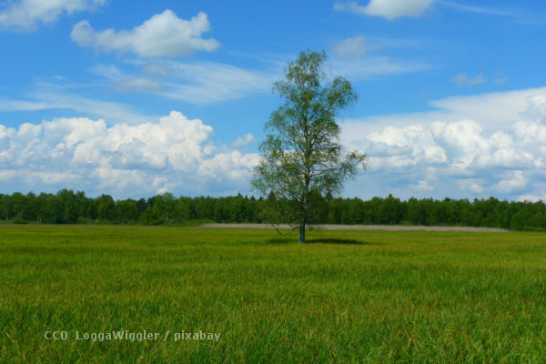 Einzelner Baum auf grüner Wiese unter blauem Himmel