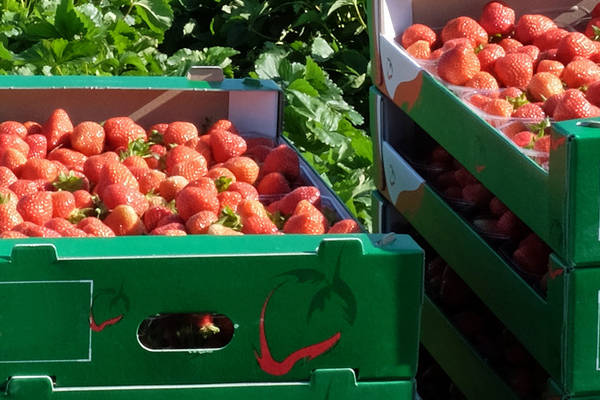 Grüne Kisten voller frischer Erdbeeren im Freien