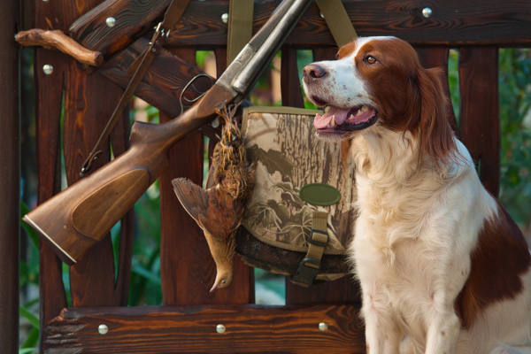 Jagdhund neben Gewehr und erlegtem Wildvogel