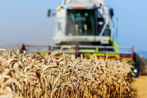 Weizenfeld mit Mähdrescher bei der Ernte