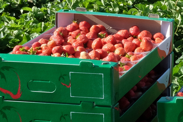 Grüne Kisten mit frischen Erdbeeren im Feld