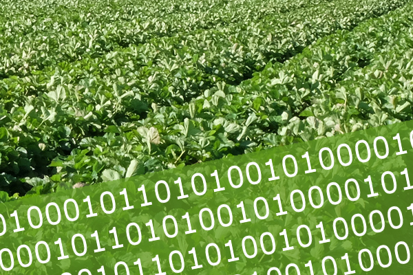 Grünes Feld mit binärem Code-Overlay