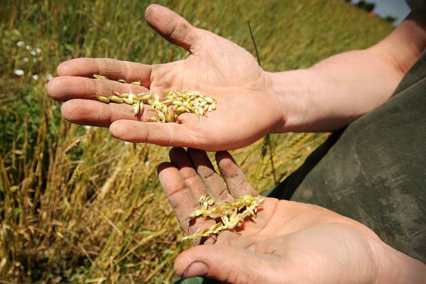 Hände halten Getreidekörner auf einem Feld