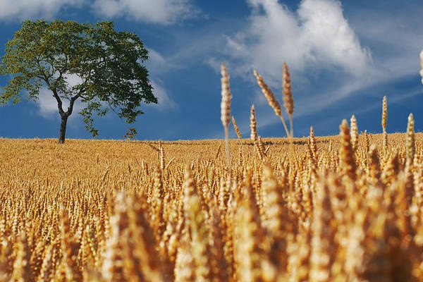 Goldenes Weizenfeld mit einsamem Baum unter blauem Himmel