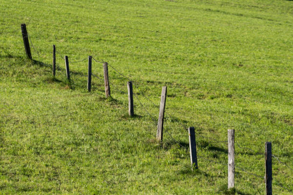 Holzzaunpfähle auf grüner Wiese in Reihe