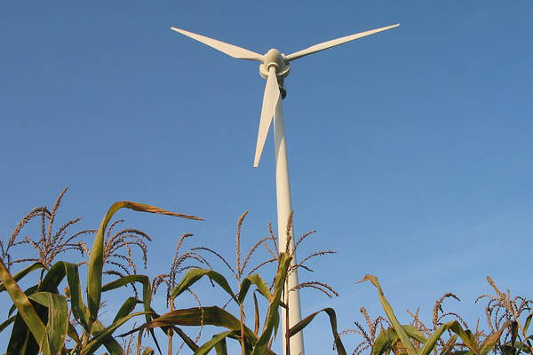 Windkraftanlage über Maisfeld unter blauem Himmel