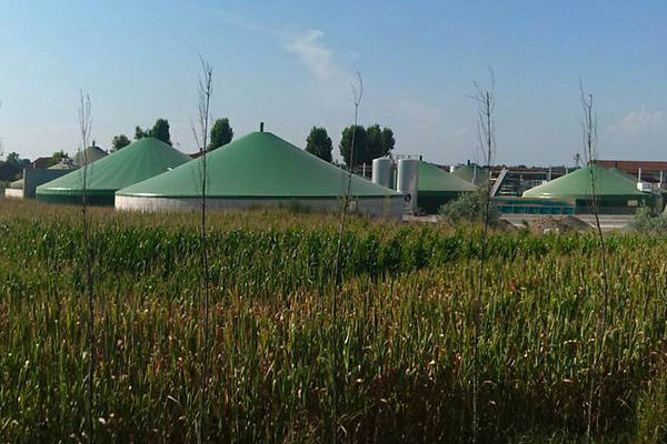Biogasanlage mit grünen Kuppeln hinter Maisfeld